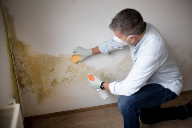 Best Mold-Related Health Consultation  in Plymouth, MI